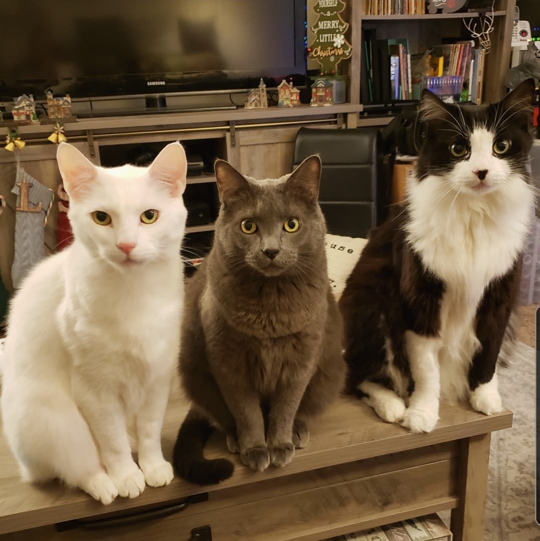 pet