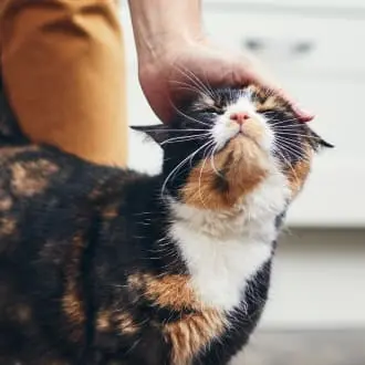 Kvinne koser med en oransje katt utendørs