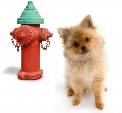 Pomeranian dog near a fire hydrant