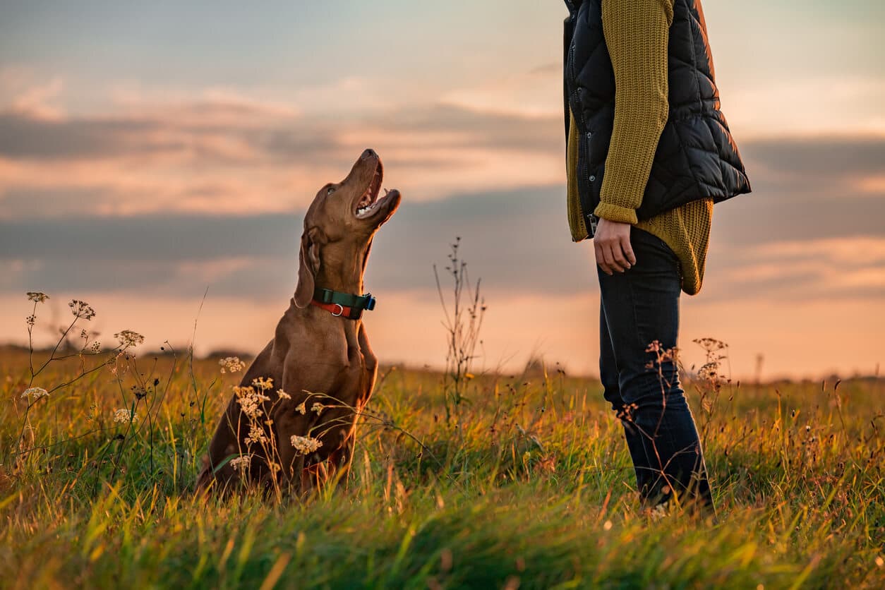 Image of Leticia F. training pets